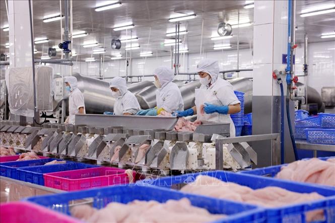 Dây chuyền chế biến cá tra đạt tiêu chuẩn xuất khẩu ở nhà máy Đại Tây Dương (Navico) – doanh nghiệp có chuỗi sản xuất, xuất khẩu cá tra khép kín lớn thứ 2 thế giới. Ảnh: Phạm Hậu - TTXVN