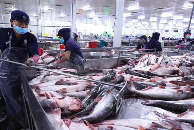 Chế biến cá tra xuất khẩu ở nhà máy Đại Tây Dương (Navico) – doanh nghiệp có chuỗi sản xuất, xuất khẩu cá tra khép kín lớn thứ 2 thế giới. Ảnh: Vũ Sinh - TTXVN