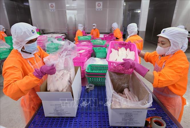 Đóng gói sản phẩm cá tra xuất khẩu ở nhà máy Đại Tây Dương (Navico) – doanh nghiệp có chuỗi sản xuất, xuất khẩu cá tra khép kín lớn thứ 2 thế giới. Ảnh: Vũ Sinh - TTXVN