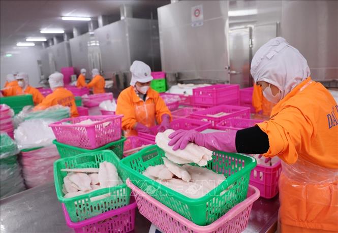 Đóng gói sản phẩm cá tra xuất khẩu ở nhà máy Đại Tây Dương (Navico) – doanh nghiệp có chuỗi sản xuất, xuất khẩu cá tra khép kín lớn thứ 2 thế giới. Ảnh: Phạm Hậu - TTXVN