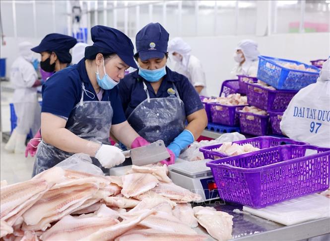 Chế biến sản phẩm cá tra xuất khẩu ở nhà máy Đại Tây Dương (Navico) – doanh nghiệp có chuỗi sản xuất, xuất khẩu cá tra khép kín lớn thứ 2 thế giới. Ảnh: Phạm Hậu - TTXVN