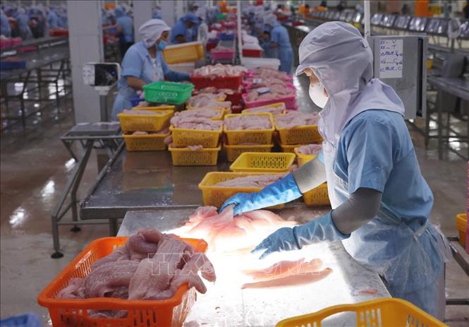 Phân loại sản phẩm cá tra trước khi đưa vào cấp đông ở nhà máy Đại Tây Dương (Navico) – doanh nghiệp có chuỗi sản xuất, xuất khẩu cá tra khép kín lớn thứ 2 thế giới. Ảnh: Phạm Hậu - TTXVN