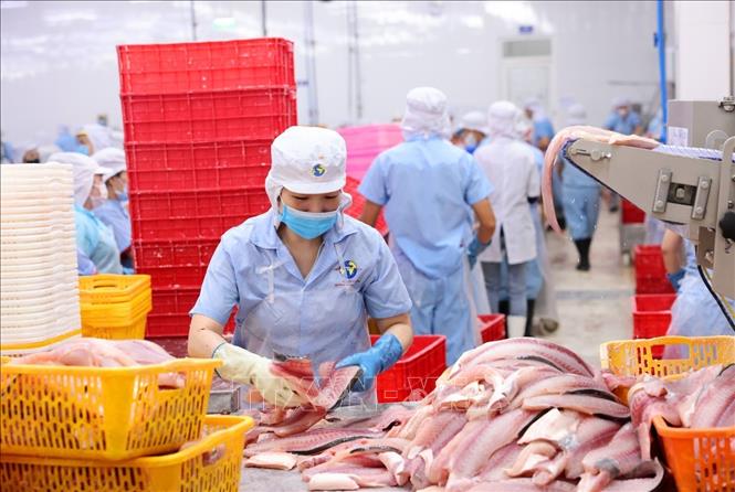 Phân loại sản phẩm cá tra trước khi đưa vào cấp đông ở nhà máy Đại Tây Dương (Navico) – doanh nghiệp có chuỗi sản xuất, xuất khẩu cá tra khép kín lớn thứ 2 thế giới. Ảnh: Phạm Hậu - TTXVN