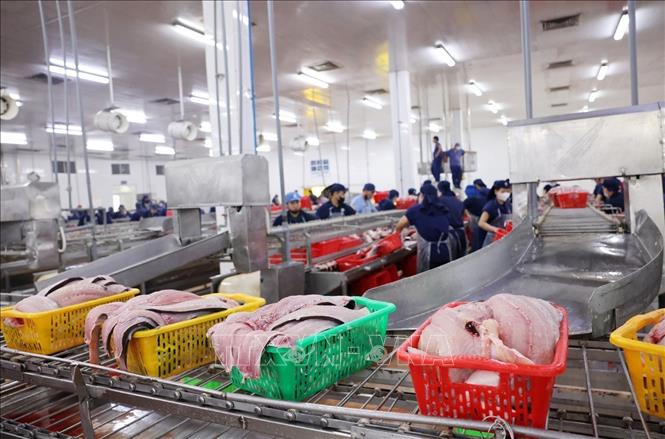 Phân loại sản phẩm cá tra trước khi đưa vào cấp đông ở nhà máy Đại Tây Dương (Navico) – doanh nghiệp có chuỗi sản xuất, xuất khẩu cá tra khép kín lớn thứ 2 thế giới. Ảnh: Phạm Hậu - TTXVN