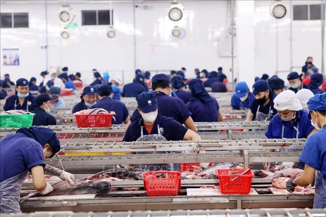 Dây chuyền chế biến cá tra phục vụ xuất khẩu ở nhà máy Đại Tây Dương (Navico) – doanh nghiệp có chuỗi sản xuất, xuất khẩu cá tra khép kín lớn thứ 2 thế giới. Ảnh: Phạm Hậu - TTXVN