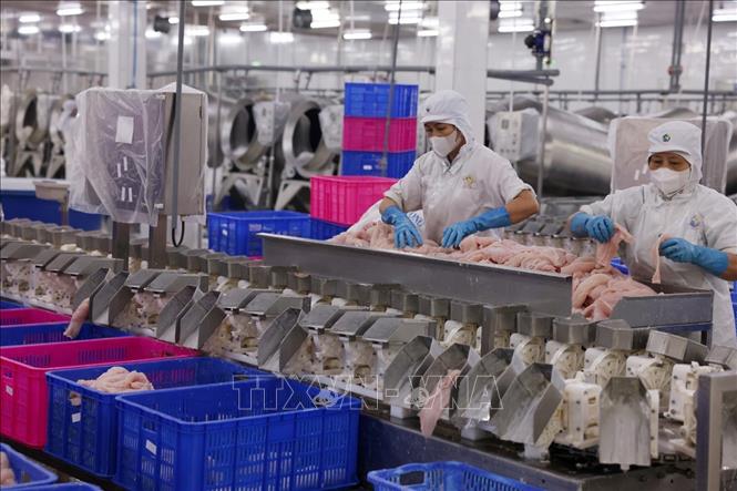 Dây chuyền chế biến cá tra đạt tiêu chuẩn xuất khẩu ở nhà máy Đại Tây Dương (Navico) – doanh nghiệp có chuỗi sản xuất, xuất khẩu cá tra khép kín lớn thứ 2 thế giới. Ảnh: Phạm Hậu - TTXVN