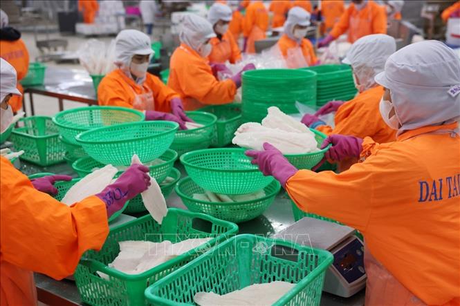 Phân loại sản phẩm cá tra trước khi đưa vào cấp đông ở nhà máy Đại Tây Dương (Navico) – doanh nghiệp có chuỗi sản xuất, xuất khẩu cá tra khép kín lớn thứ 2 thế giới. Ảnh: Phạm Hậu - TTXVN