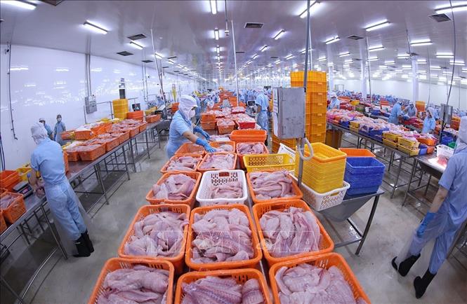 Phân loại sản phẩm cá tra trước khi đưa vào cấp đông ở nhà máy Đại Tây Dương (Navico) – doanh nghiệp có chuỗi sản xuất, xuất khẩu cá tra khép kín lớn thứ 2 thế giới. Ảnh: Vũ Sinh - TTXVN