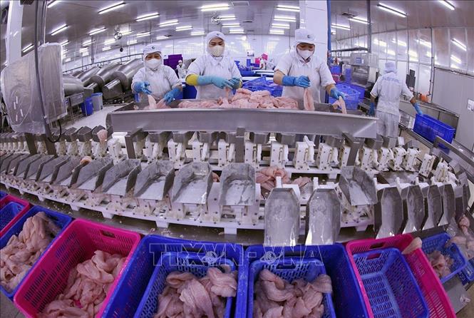 Dây chuyền chế biến cá tra đạt tiêu chuẩn xuất khẩu ở nhà máy Đại Tây Dương (Navico) – doanh nghiệp có chuỗi sản xuất, xuất khẩu cá tra khép kín lớn thứ 2 thế giới. Ảnh: Vũ Sinh - TTXVN