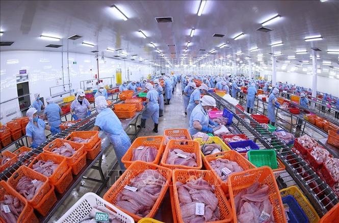 Dây chuyền chế biến cá tra đạt tiêu chuẩn xuất khẩu ở nhà máy Đại Tây Dương (Navico) – doanh nghiệp có chuỗi sản xuất, xuất khẩu cá tra khép kín lớn thứ 2 thế giới. Ảnh: Vũ Sinh - TTXVN