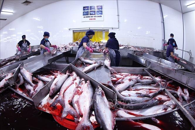 Chế biến cá tra xuất khẩu ở nhà máy Đại Tây Dương (Navico) – doanh nghiệp có chuỗi sản xuất, xuất khẩu cá tra khép kín lớn thứ 2 thế giới. Ảnh: Vũ Sinh - TTXVN