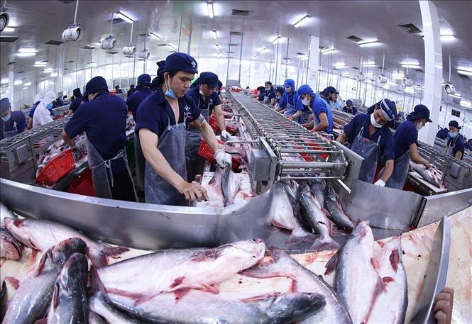 Chế biến cá tra xuất khẩu ở nhà máy Đại Tây Dương (Navico) – doanh nghiệp có chuỗi sản xuất, xuất khẩu cá tra khép kín lớn thứ 2 thế giới. Ảnh: Vũ Sinh - TTXVN