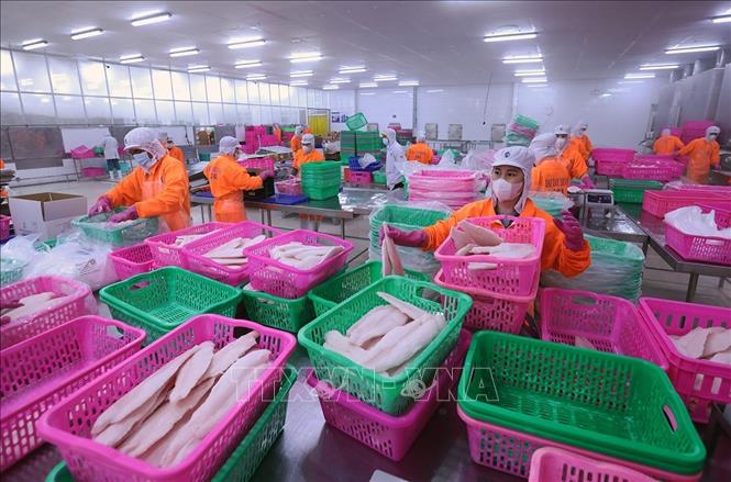 Đóng gói sản phẩm cá tra xuất khẩu ở nhà máy Đại Tây Dương (Navico) – doanh nghiệp có chuỗi sản xuất, xuất khẩu cá tra khép kín lớn thứ 2 thế giới. Ảnh: Vũ Sinh - TTXVN