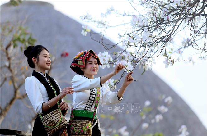 Vào mùa hoa ban nở, các bạn trẻ trong trang phục dân tộc Thái đến chiêm ngưỡng và chụp ảnh lưu niệm. Ảnh: Quang Quyết - TTXVN