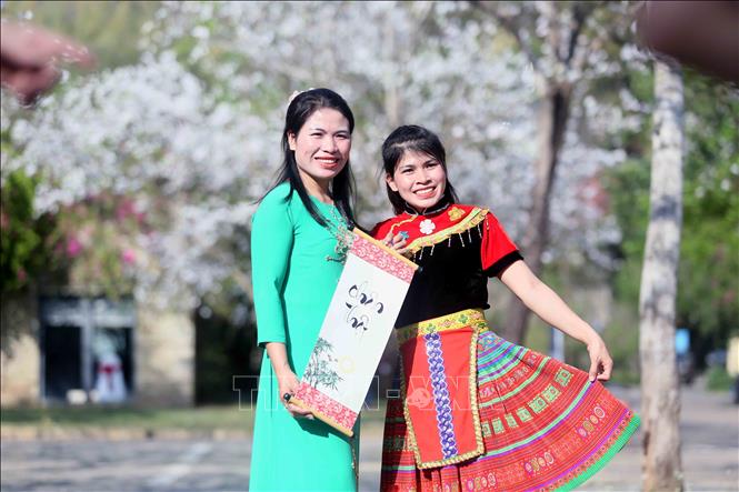 Tại khuôn viên của nhà hàng Suối Hẹn Vườn Đào, hoa ban đang bung nở trắng tinh khôi tạo khung cảnh lãng mạn, thơ mộng, thu hút đông đảo nhân dân và du khách đến tham quan, chụp ảnh. Ảnh: Quang Quyết - TTXVN