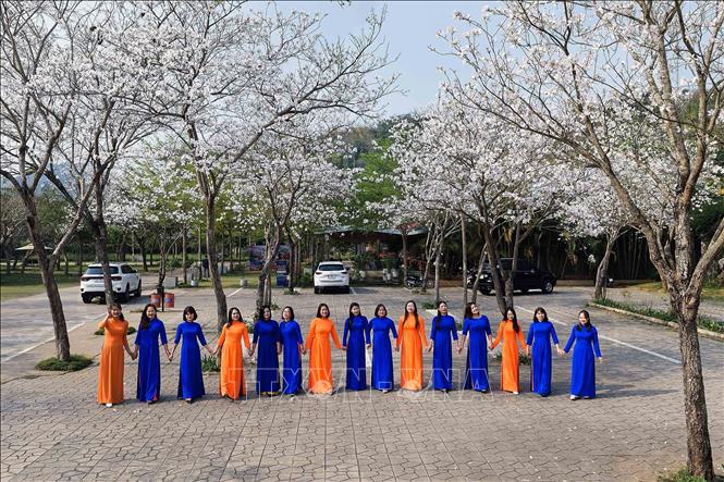 Vào mùa hoa ban nở, đông đảo nhân dân và du khách đến chiêm ngưỡng và chụp ảnh lưu niệm. Ảnh: Quang Quyết - TTXVN