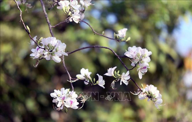 Hoa ban bung nở. Ảnh: Quang Quyết - TTXVN