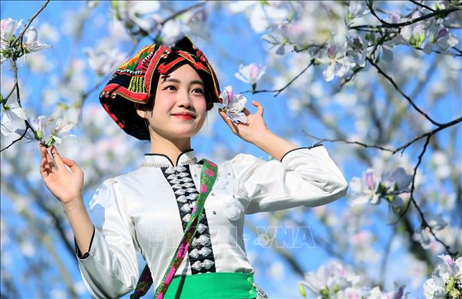 Vào mùa hoa ban nở, các bạn trẻ trong trang phục dân tộc Thái đến chiêm ngưỡng và chụp ảnh lưu niệm. Ảnh: Quang Quyết - TTXVN
