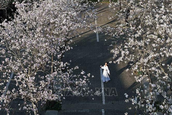 Vào mùa hoa ban nở, các bạn trẻ trong trang phục dân tộc Thái đến chiêm ngưỡng và chụp ảnh lưu niệm. Ảnh: Quang Quyết - TTXVN