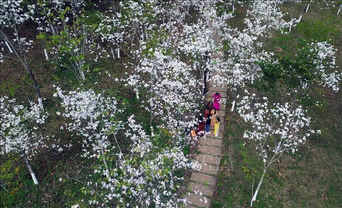 Tại quảng trường Tây Bắc, hoa ban đang bung nở trắng tinh khôi tạo khung cảnh lãng mạn, thơ mộng. Ảnh: Quang Quyết - TTXVN