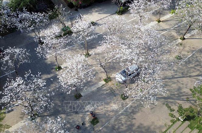 Tại khuôn viên của nhà hàng Suối Hẹn Vườn Đào, hoa ban đang bung nở trắng tinh khôi tạo khung cảnh lãng mạn, thơ mộng. Ảnh: Quang Quyết - TTXVN