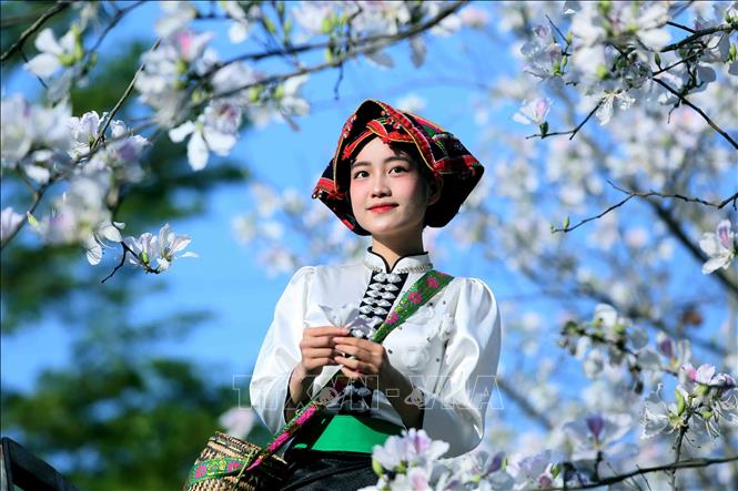 Vào mùa hoa ban nở, các bạn trẻ trong trang phục dân tộc Thái đến chiêm ngưỡng và chụp ảnh lưu niệm. Ảnh: Quang Quyết - TTXVN