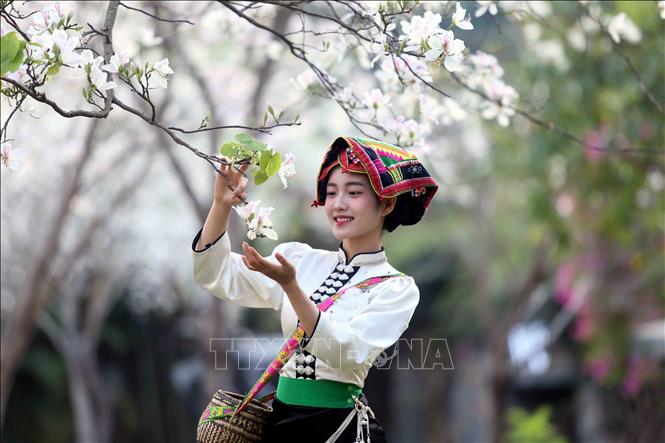 Vào mùa hoa ban nở, các bạn trẻ trong trang phục dân tộc Thái đến chiêm ngưỡng và chụp ảnh lưu niệm. Ảnh: Quang Quyết - TTXVN