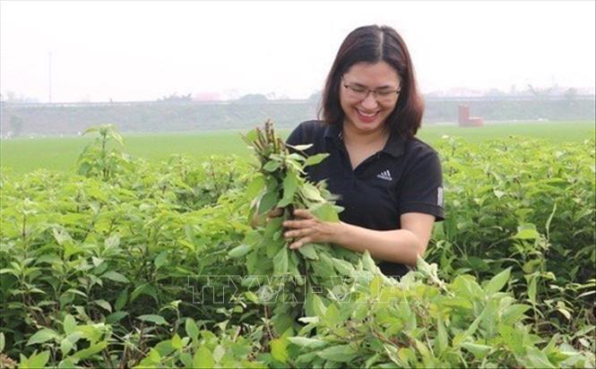 Mô hình khởi nghiệp trồng thảo dược của chị Vũ Thị Thu, xã Thái Bảo, huyện Gia Bình, tỉnh Bắc Ninh với doanh thu 200-300 triệu đồng/tháng. Ảnh: Diệp Trương - TTXVN