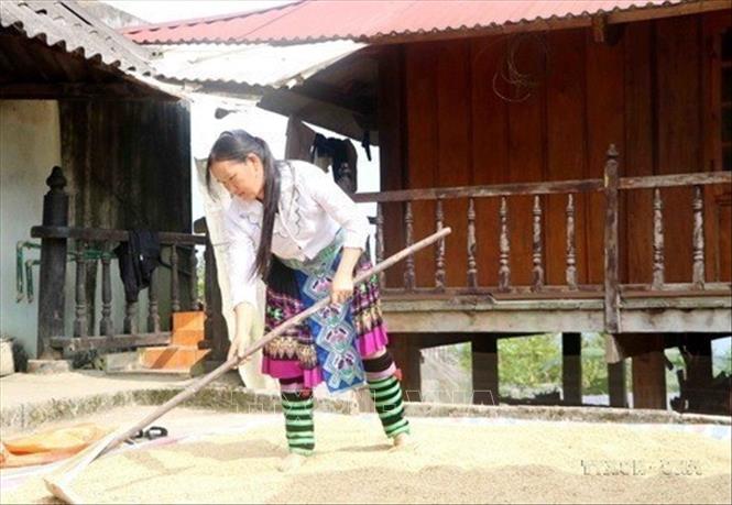 Chị Vàng Thị Sông dân tộc Mông ở bản Nậm Pha, xã Khun Há (Tam Đường, Lai Châu) là tấm gương điển hình làm kinh tế giỏi. Từ 1 sào ruộng, vợ chồng chị đã khai hoang thêm được 4 sào ruộng và 7 sào nương để trồng lúa, ngô, sắn và trồng hơn 4.000 gốc cây thảo quả dưới tán rừng, đạt tổng thu nhập gia đình hằng năm trên 500 triệu đồng. Ảnh: Công Tuyên - TTXVN