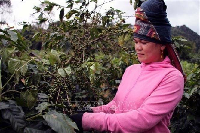 Chị Lò Thị Viện (sinh năm 1990) tại bản Nong Nưa, xã Chiềng Ban (Mai Sơn, Sơn La) là phụ nữ dân tộc thiểu số tiêu biểu làm kinh tế giỏi, được Hội Liên hiệp Phụ nữ tỉnh Sơn La biểu dương. Không chỉ làm kinh tế giỏi, chị còn được bầu là Chi Hội trưởng Chi hội Phụ nữ bản và là nữ đại biểu trẻ nhất Hội đồng Nhân dân xã Chiềng Ban Khóa XX, nhiệm kỳ 2016 - 2021. Ảnh: Diệp Anh - TTXVN