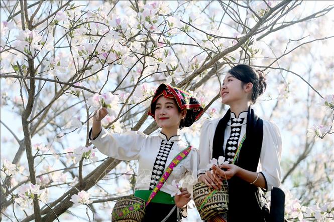 Vào mùa hoa ban nở, các bạn trẻ trong trang phục dân tộc Thái đến chiêm ngưỡng và chụp ảnh lưu niệm. Ảnh: Quang Quyết - TTXVN