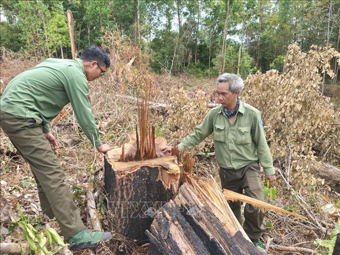 Hiện trường vụ phá rừng tại lô 7, khoảnh 2, tiểu khu 930 thuộc lâm phần Ban Quản lý rừng phòng hộ Ia Púch quản lý. Ảnh: Hoài Nam - TTXVN