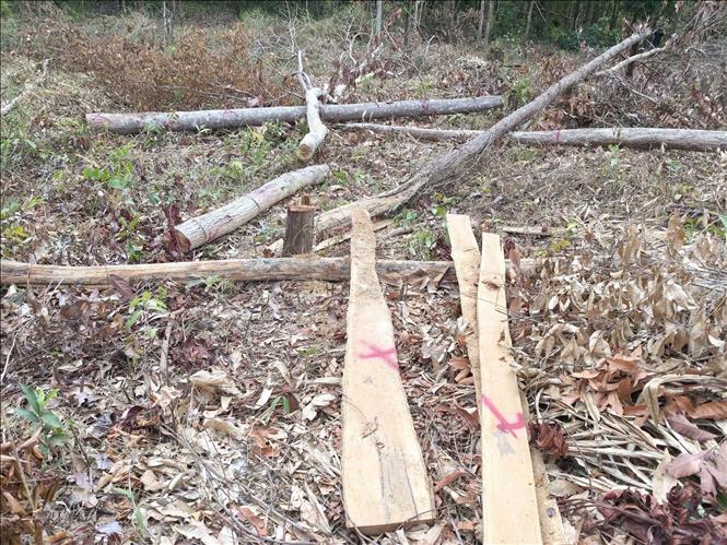 Một số cây gỗ sau khi bị cưa hạ đã bị xẻ hộp lấy đi lõi, chỉ còn lại phần bìa tại hiện trường vụ phá rừng ở lô 7, khoảnh 2, tiểu khu 930, xã Ia Púch. Ảnh: Hoài Nam – TTXVN