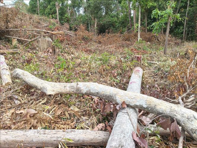 Nhiều thân cây gỗ vẫn còn nằm ngổn ngang tại hiện trường vụ phá rừng ở lô 7, khoảnh 2, tiểu khu 930, xã Ia Púch. Ảnh: Hoài Nam – TTXVN