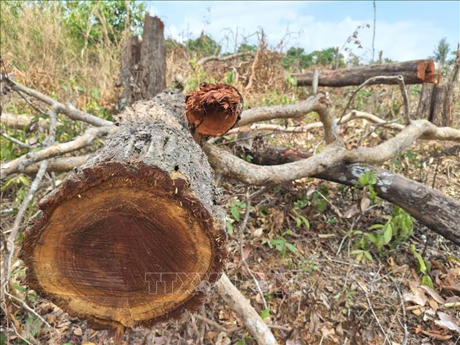 Nhiều thân cây gỗ vẫn còn nằm ngổn ngang tại hiện trường vụ phá rừng ở lô 7, khoảnh 2, tiểu khu 930, xã Ia Púch. Ảnh: Hoài Nam – TTXVN