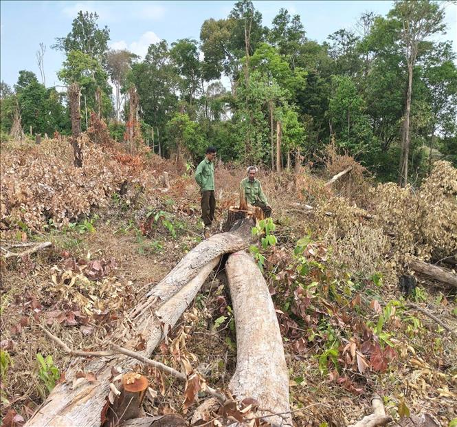 Nhiều thân cây gỗ vẫn còn nằm ngổn ngang tại hiện trường vụ phá rừng ở lô 7, khoảnh 2, tiểu khu 930, xã Ia Púch. Ảnh: Hoài Nam – TTXVN