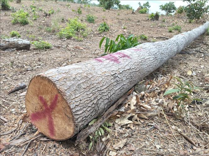Nhiều thân cây gỗ vẫn còn nằm ngổn ngang tại hiện trường vụ phá rừng ở lô 7, khoảnh 2, tiểu khu 930, xã Ia Púch. Ảnh: Hoài Nam – TTXVN