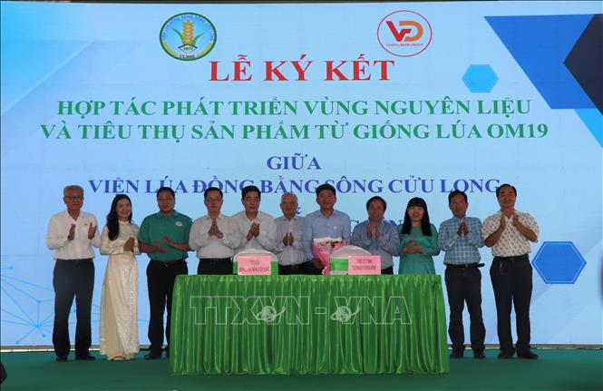 Viện Lúa Đồng bằng sông Cửu Long và Công ty TNHH Tập đoàn Vương Đình ký kết hợp tác cùng phát triển sản xuất khoảng 200.000ha lúa OM19 tại Đồng bằng sông Cửu Long nhằm xây dựng thương hiệu “Gạo Cần Thơ”. Ảnh: Thu Hiền - TTXVN