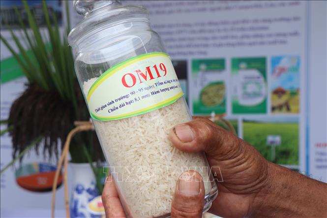 Gạo OM19 có mùi thơm đậm vị và chất lượng cơm ngon. Ảnh: Thu Hiền - TTXVN