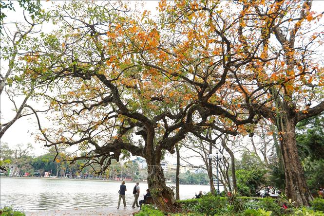 Hoan Kiem Lake in early March, when loc vung (Barringtonia acutangula) trees turn vibrant yellow and red before shedding their leaves. VNA Photo