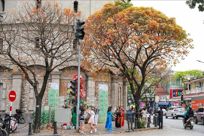 The beauty of Hanoi when it enters the season of changing leaves in early March. VNA Photo