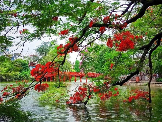 Hoan Kiem Lake in the red hue of Flamboyant blossoms in Summer. VNA Photo
