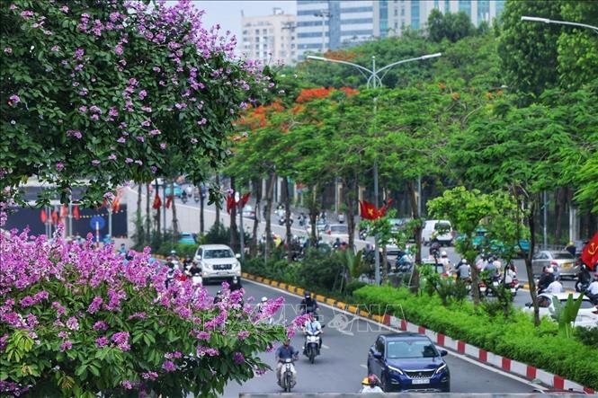 Hanoi's streets are colourful with fiery red Flamboyant flowers (Hoa Phuong) and purple Crape Myrtle (Bang Lang) blooming in Summer. VNA Photo