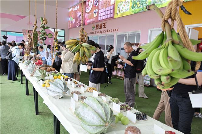 Trung tâm trưng bày hoa quả nhiệt đới, trong đó có cả các loại hoa quả của Việt Nam tại tỉnh Hải Nam, Trung Quốc. Ảnh: Công Tuyên-PV TTXVN tại Trung Quốc