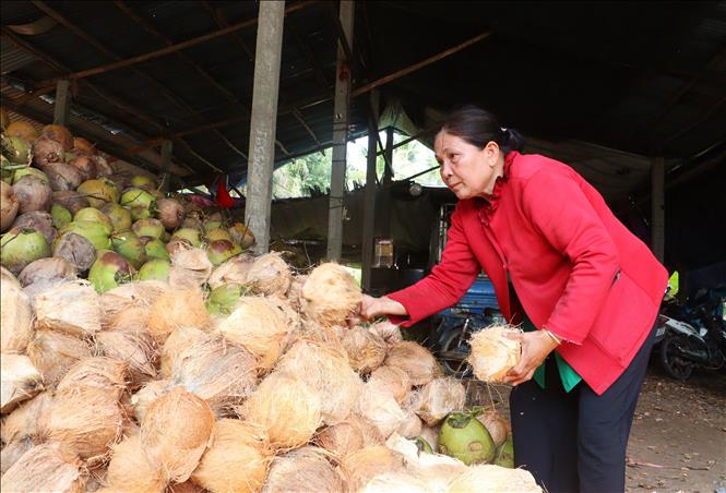 Bà Bùi Thị Huệ (xã Tân Thành Bình, tỉnh Vĩnh Long) sử dụng nguồn vốn vay từ Ngân hàng Chính sách xã hội để mở rộng  quy mô kinh doanh.  Ảnh: Lê Thúy Hằng - TTXVN. 