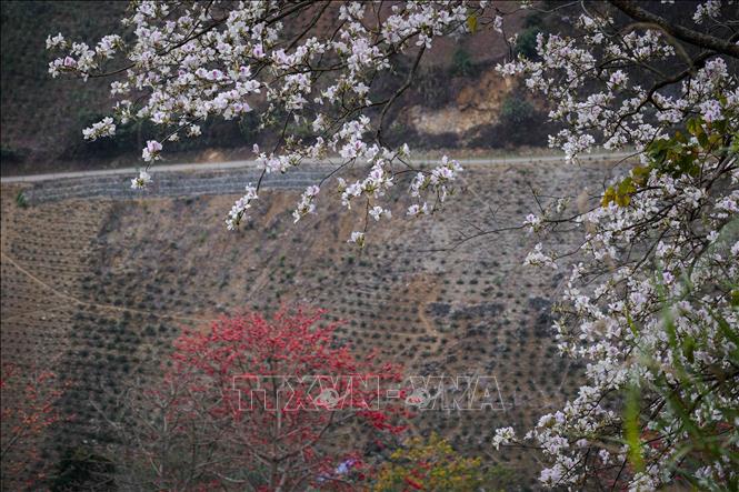 Hoa ban, hoa gạo cùng nhau khoe sắc trên đèo Pha Đin. Ảnh: Xuân Tư – TTXVN 