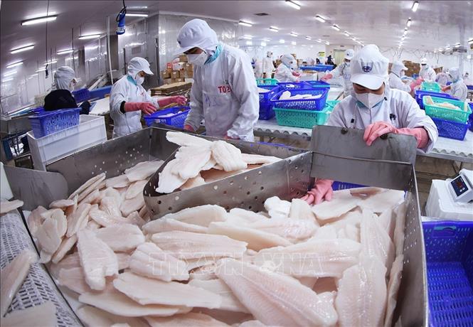 Đóng gói sản phẩm cá tra phi lê xuất khẩu ở nhà máy của Tập đoàn Sao Mai, tỉnh An Giang. Ảnh: Vũ Sinh - TTXVN