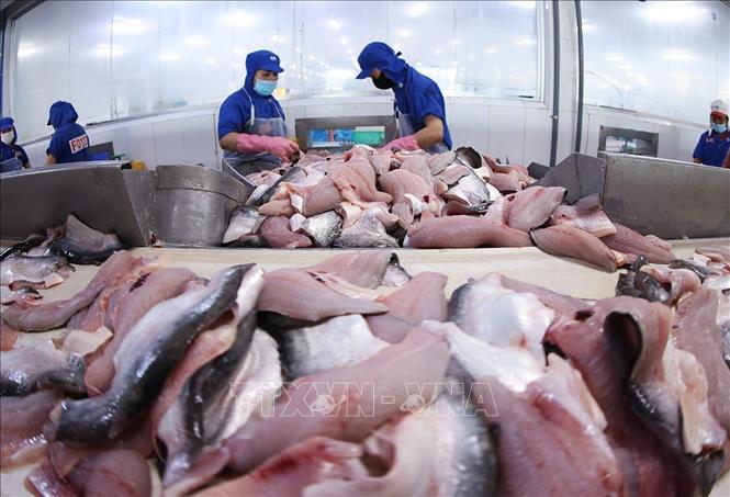 Chế biến cá tra phi lê xuất khẩu ở nhà máy của Tập đoàn Sao Mai, tỉnh An Giang. Ảnh: Vũ Sinh - TTXVN