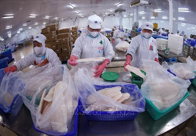 Đóng gói sản phẩm cá tra phi lê xuất khẩu ở nhà máy của Tập đoàn Sao Mai, tỉnh An Giang. Ảnh: Vũ Sinh - TTXVN