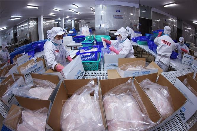 Đóng gói sản phẩm cá tra phi lê xuất khẩu ở nhà máy của Tập đoàn Sao Mai, tỉnh An Giang. Ảnh: Vũ Sinh - TTXVN